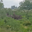 Двух лосей в борщевике заметили псковичи на улице Линейной. ФОТО - Pln-Pskov.Ru