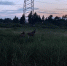 Двух лосей заметили возле завода на Запсковье - Pln-Pskov.Ru