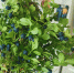 Черника созрела в Печорском районе - Pln-Pskov.Ru