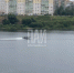В Пскове ведутся поиски утонувшей в реке Великой женщины - InformPskov.Ru