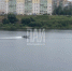 Спасатели ищут утонувшую в реке Великой в Пскове женщину  - Псковская правда