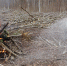 Фото: ПАИ - InformPskov.Ru