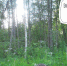 Фотоловушка - InformPskov.Ru