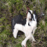 Гдовский центр помощи аистам наказали за клевету об отравлении птиц - Pln-Pskov.Ru