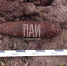 Фото: ПАИ - InformPskov.Ru