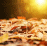 Pixabay - FlashNord.Com