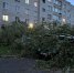 Дерево упало на два автомобиля на Рижском проспекте в Пскове. ВИДЕО - Pln-Pskov.Ru