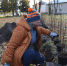 Две тысячи декоративных цветущих кустарников высаживают в городском парке имени Ленина в Дно - InformPskov.Ru