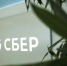 СберСтрахование предлагает скидки до 55% к Зелёному дню - Pln-Pskov.Ru