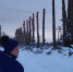 Новые деревья посадят на улице Зеленой в Порхове - Pln-Pskov.Ru