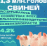 Поголовье свиней растет в Псковской области - Pln-Pskov.Ru
