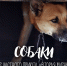 Милаха. Фото: Ирина Стулова - InformPskov.Ru