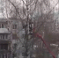 Кошка застряла на высоком дереве в Пскове - Pln-Pskov.Ru