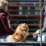 Названы продукты, которые категорически нельзя давать домашним животным - Pln-Pskov.Ru