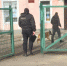 В Пскове вместе с минно-розыскными собаками проверяют избирательные участки - ГТРК Псков