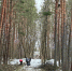 Благие намерения: зачем пилят деревья в Корытовском лесопарке - Pln-Pskov.Ru