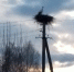 Аисты возвращаются с зимовки в Псковскую область - Pln-Pskov.Ru