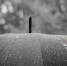 Фото: ПАИ - InformPskov.Ru