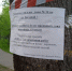 Аварийные деревья спилят у дома №14 на улице Звездной в Пскове - Pln-Pskov.Ru