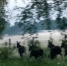 Фотофакт: Лоси в Пскове - Pln-Pskov.Ru
