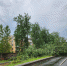 Дерево упало на дорогу и ЛЭП на Крестовском шоссе - Pln-Pskov.Ru