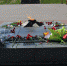 Фото: Luki-News - InformPskov.Ru