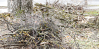 Затишье перед бурей? - Pln-Pskov.Ru