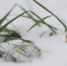 Фото: ПАИ - InformPskov.Ru