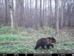 Медвежью семью запечатлели фотоловушки в Полистовском заповеднике