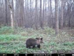 Медвежью семью запечатлели фотоловушки в Полистовском заповеднике