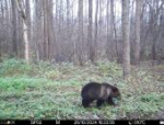 Медвежью семью запечатлели фотоловушки в Полистовском заповеднике