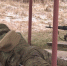 У псковских срочников начались занятия по боевой подготовке - ГТРК Псков
