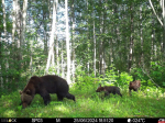 Снимками с фотоловушек поделились в Полистовском заповеднике в День медведя