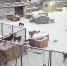 Псковский приют для собак засыпает снегом - Комсомольская правда