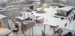 Псковский приют для собак засыпает снегом