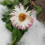 Фотофакт: Псковский депутат заметил на даче цветы в преддверии Нового года - Pln-Pskov.Ru
