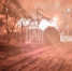 Фото: ПАИ - InformPskov.Ru