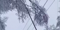Более 1200 деревьев с ЛЭП убрали псковские энергетики после циклона «Чарли» - Pln-Pskov.Ru