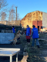 Волонтёры помогают псковскому приюту «Лесопилка»