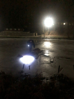 «Миша спас Мишу»: В Пушкинских Горах полицейский спас провалившегося под лед пса