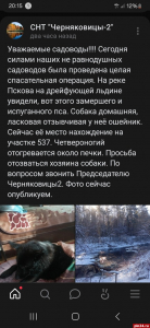 Дрейфующим на льдине обнаружили пса в Псковской области