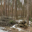 Интерактив: Корытовский лес в пеньках и сучьях - Pln-Pskov.Ru