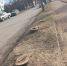 Ряд больных деревьев спилили на улице Максима Горького в Пскове - Pln-Pskov.Ru