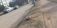 Ряд больных деревьев спилили на улице Максима Горького в Пскове - Pln-Pskov.Ru