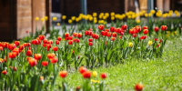 Опубликован график высадки цветов в скверах и парках Пскова в 2025 году - Псковская правда