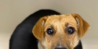 Избившего щенка Катыша мужчину порховский  суд приговорил к исправительным работам - Pln-Pskov.Ru