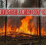 Не стань виновником лесного пожара! - МЧС Псковской области