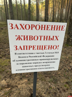 Фотофакт: Власти озаботились кладбищами домашних животных в Корытовском лесу