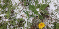 Внезапный снег - InformPskov.Ru