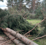 Фотофакт: Сосны продолжают спиливать в Корытовском лесопарке - Pln-Pskov.Ru